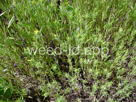 tarweed, cluster
